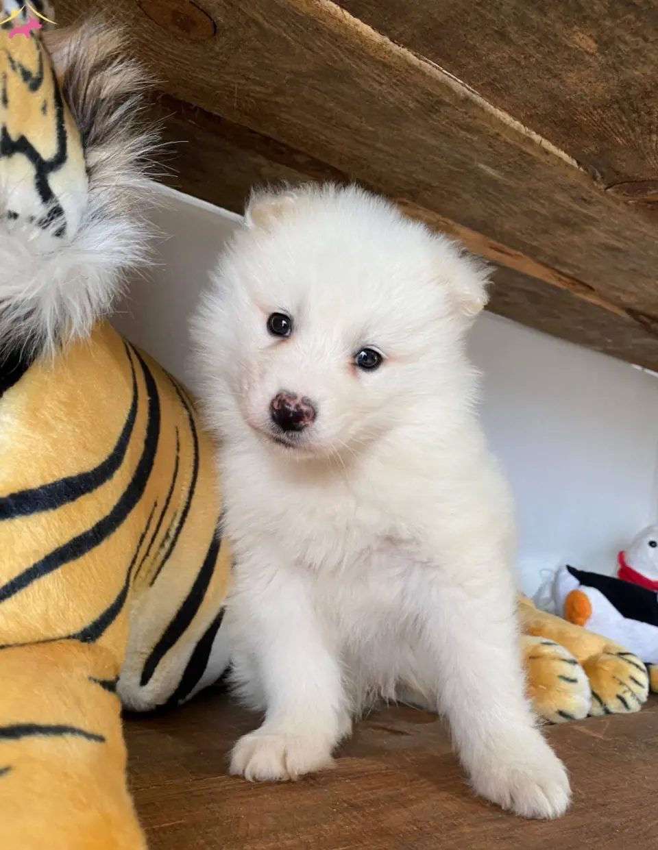 Harika bir çoban köpeği